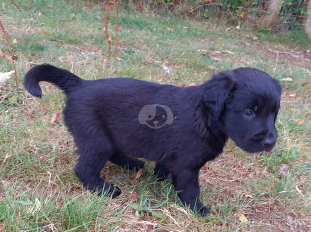 Collie x best sale retriever puppies