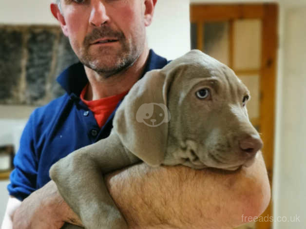 Kennel club hot sale weimaraner puppies