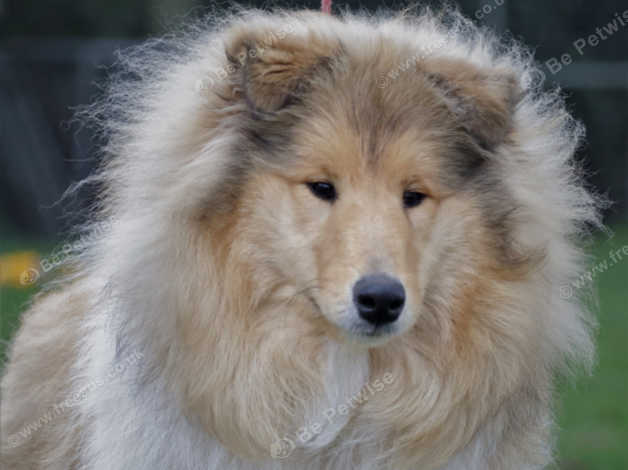 Sable and white rough cheap collie