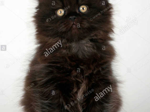 Wanted 2 Long Haired Kittens Very Loving Home In Stratford Upon