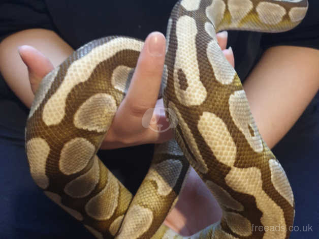 Lesser Pastel Ball Python With Vivarium in Greenwich on Freeads Classifieds  - Pythons classifieds