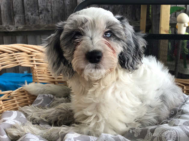 Parti cockapoo puppies for hot sale sale