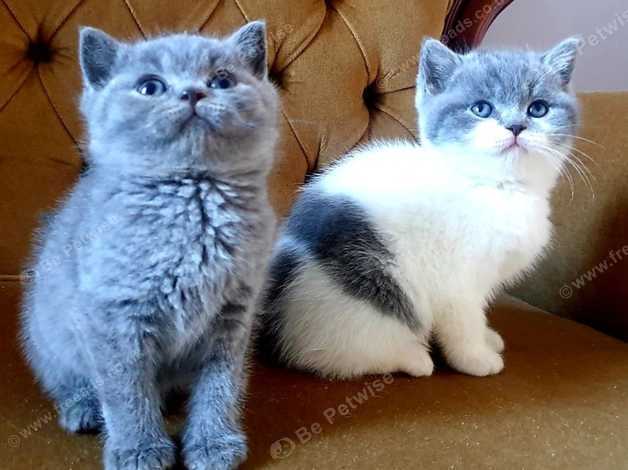 Chunky british blue hot sale kittens for sale