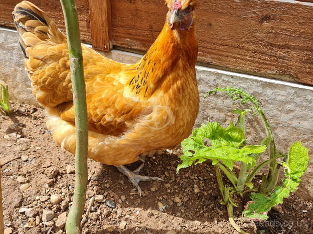 3 Gold Top Chickens For Sale in Derby on Freeads Classifieds - Goldline ...