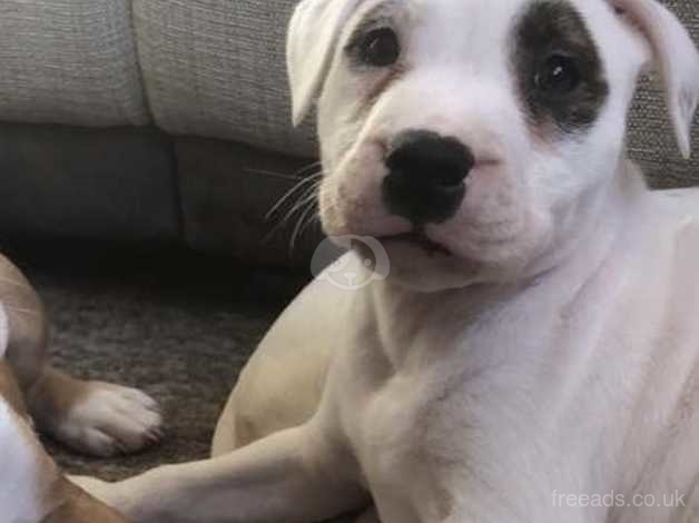 Wanted Black And White Staffy Pup Ready For Start Of Summer Holidays In  Bracknell RG12 On Freeads Classifieds Staffordshire Bull Terriers  Classifieds