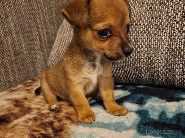 Chihuahua x hot sale