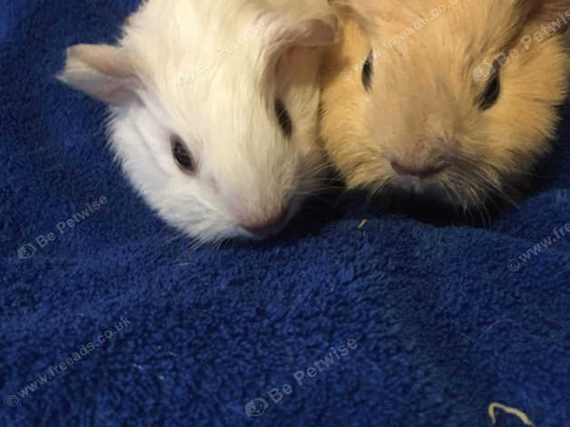 Californian Guinea Pigs in Norfolk on Freeads Classifieds - Guinea Pigs ...