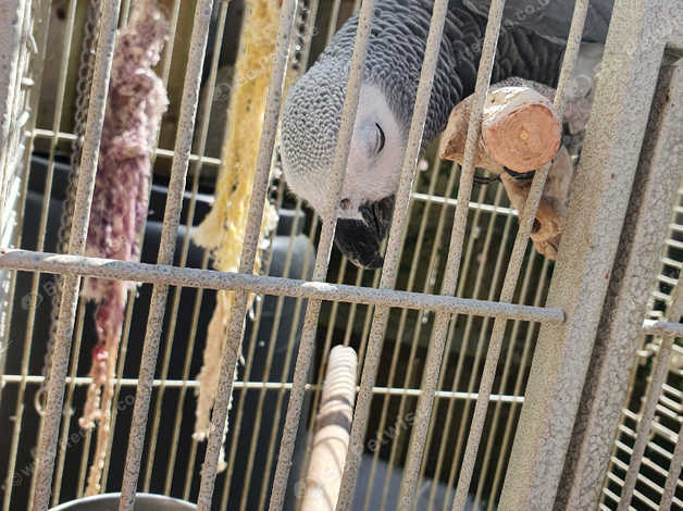 African Grey Called Oscar in Bristol BS4 on Freeads Classifieds ...