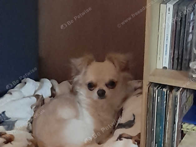 Chicco Cheeky Chihuahua in Manchester on Freeads Classifieds ...