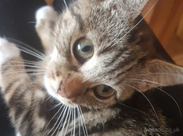 Tabby Kitten For Sale Swinton In Swinton On Freeads Classifieds