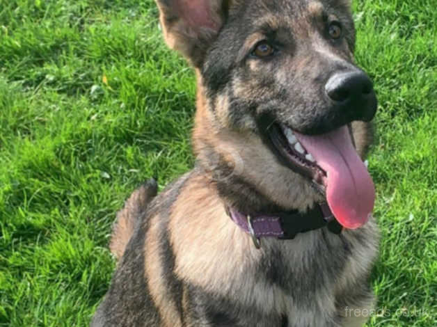 10 month old sale female german shepherd