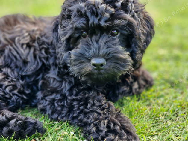 1 Black Male Cavapoo Puppy in Lincoln LN4 on Freeads Classifieds ...