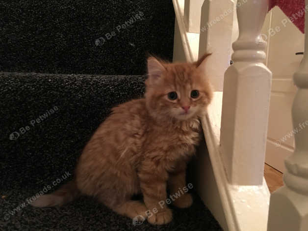 Gorgeous Long Haired Ginger Boy Vet Checked Can Deliver 9 Weeks In