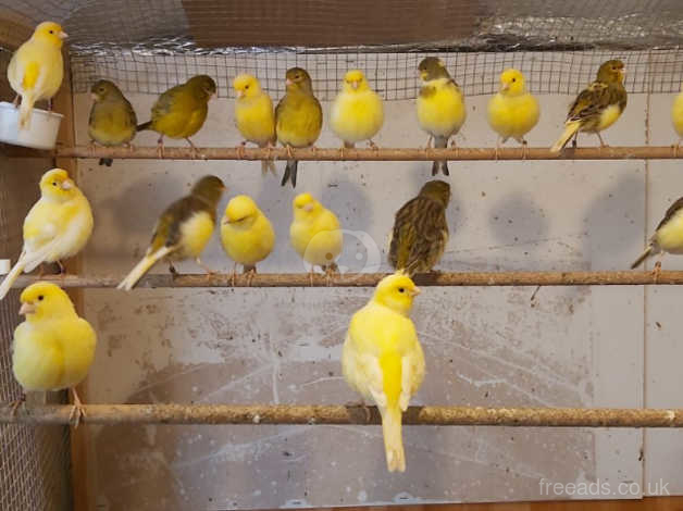 Aviary Clearance Job Lot 40 Fife Canaries in Hastings TN35 on