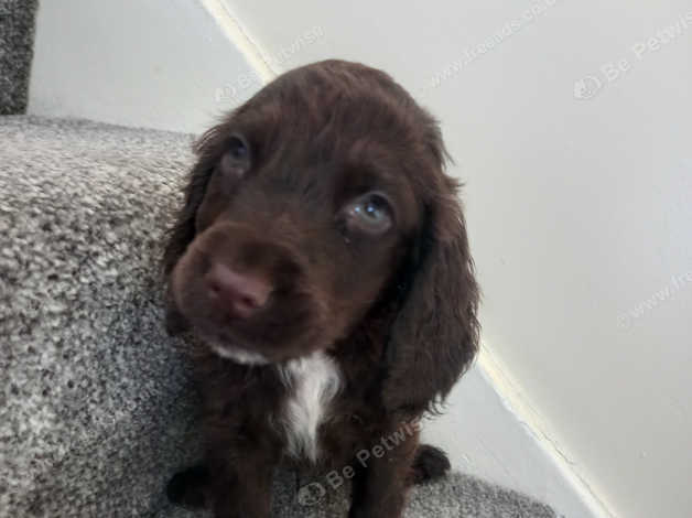 Cocker Spaniels in Brierley Hill DY5 on Freeads Classifieds - Cocker ...