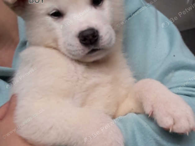 Fawn 2024 akita puppy