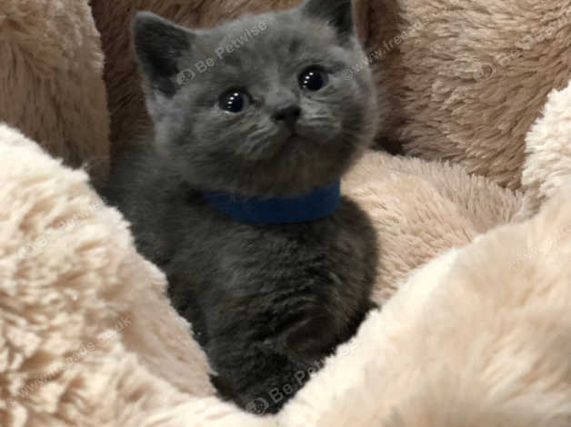 Russian blue x hot sale british shorthair kittens