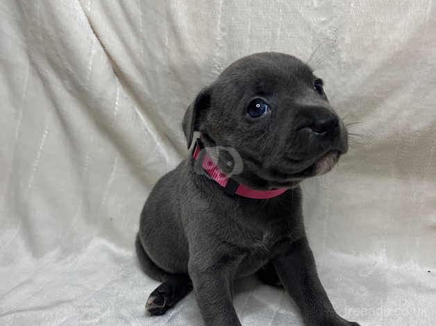 Blue english staffy sales pups for sale