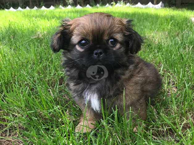 Pekingese sales x dachshund