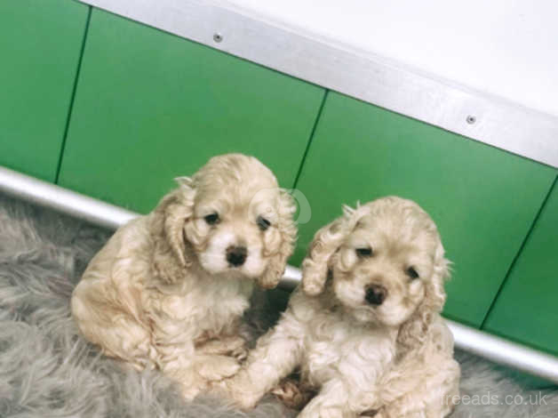 Silver buff sales american cocker spaniel