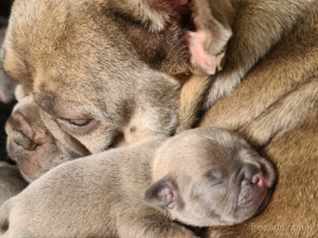 Lilac Lilac And Tan And Lilac Sable Kc French Bulldog Puppies In Lincoln Ln3 On Freeads Classifieds French Bulldogs Classifieds