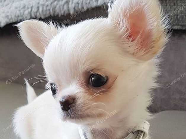 Micro teacup long outlet haired chihuahua