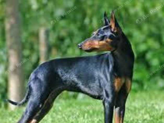 Manchester terrier adoption sale