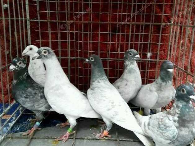 Racing Andalusian Pigeons in Weston-super-Mare on Freeads Classifieds ...