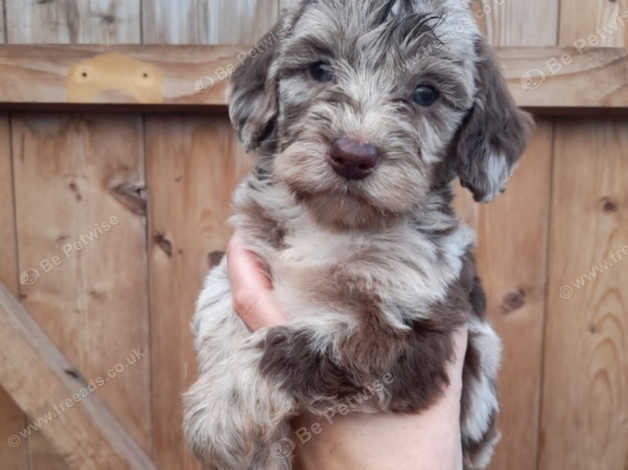 Merle cockapoo outlet puppies