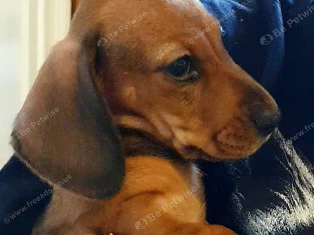 Shaded red long hot sale haired mini dachshund