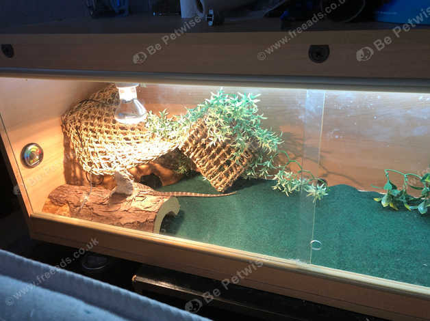 5 6 Month Old Bearded Dragon In Bridlington On Freeads Classifieds
