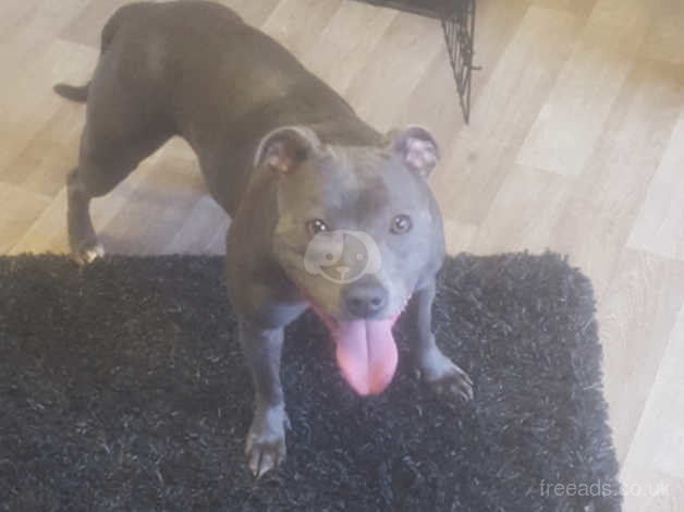 blue staffordshire bull terrier cropped ears