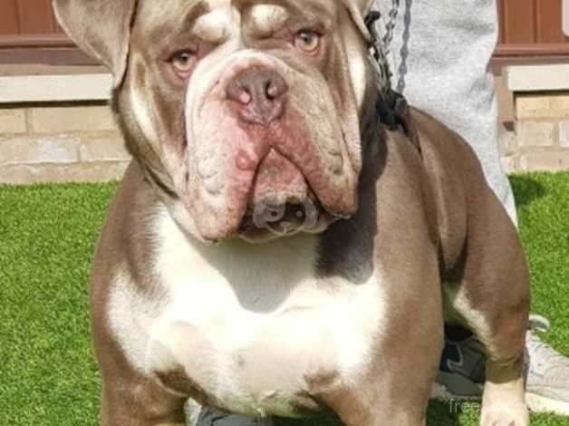 Olde english bulldogge sales classifieds