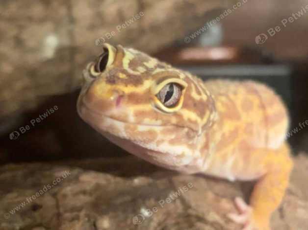 Pet only hot sale leopard geckos