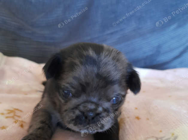 Merle pug clearance puppies