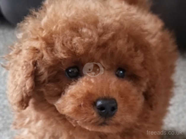 Red miniature poodle clearance soft toy