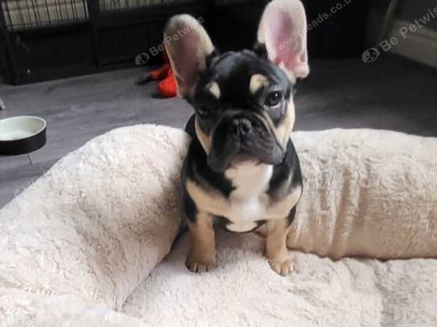 Kc Registered Fluffy And Testable Chocolate Carrier French Bulldog Puppy in Pontefract on Freeads Classifieds French Bulldogs classifieds