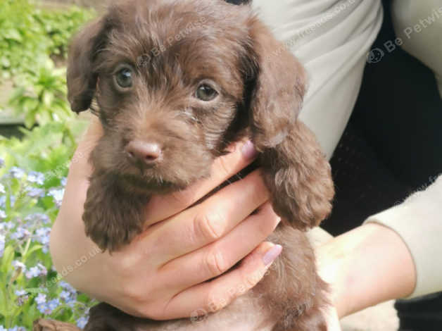 Patterdale store x poodle