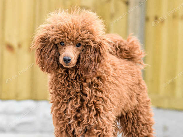 red toy poodle stud near me