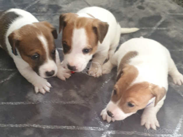 Pure Bred Miniature Jack Russell Puppies In Brampton On Freeads