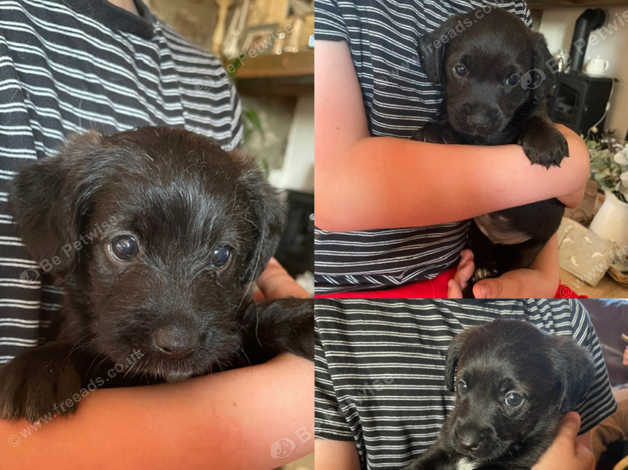 Labrador x hot sale terrier