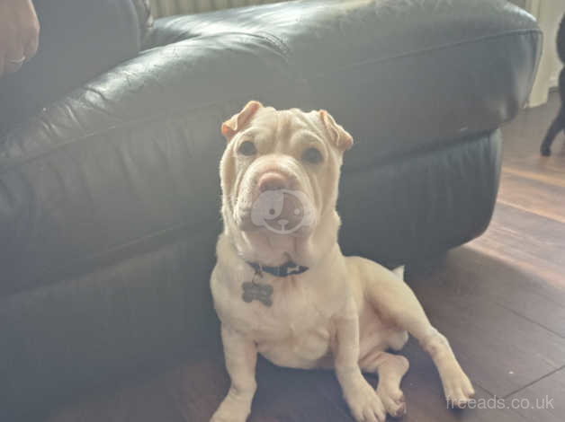 Shar pei deals and chihuahua mix