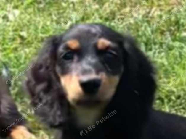 Kc Reg Long Haired Miniature Dachshund Puppies In Longfield Da3