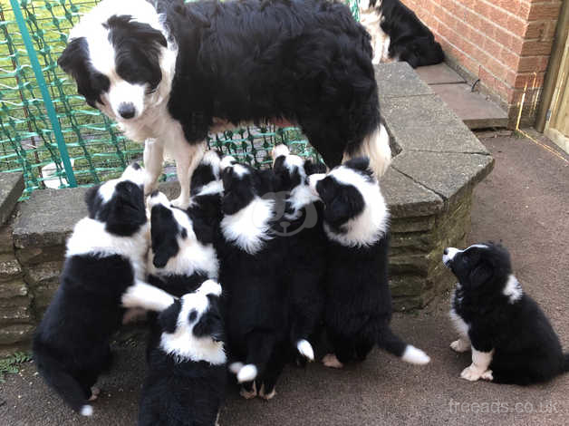 Pedigree border collie puppies for sale sale