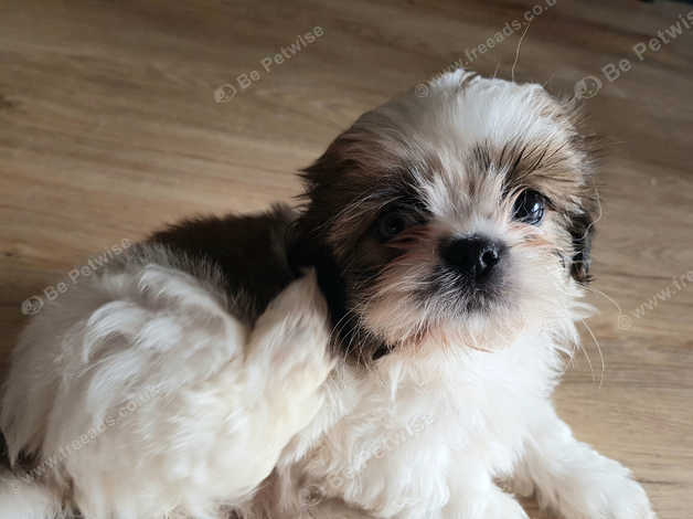 Beautiful Shih Tzu Cross Bichon Frise Puppies in Ashford TN27 on ...