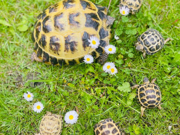 Baby Horsefield Tortoises in Oldham OL7 on Freeads Classifieds ...