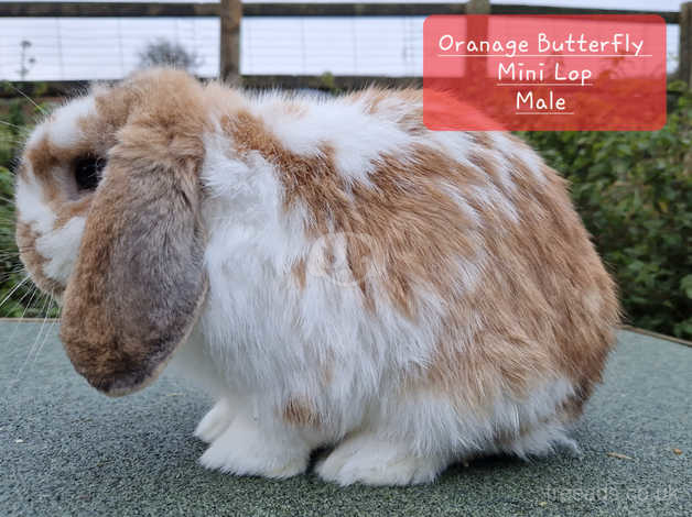 Adult deals mini lop