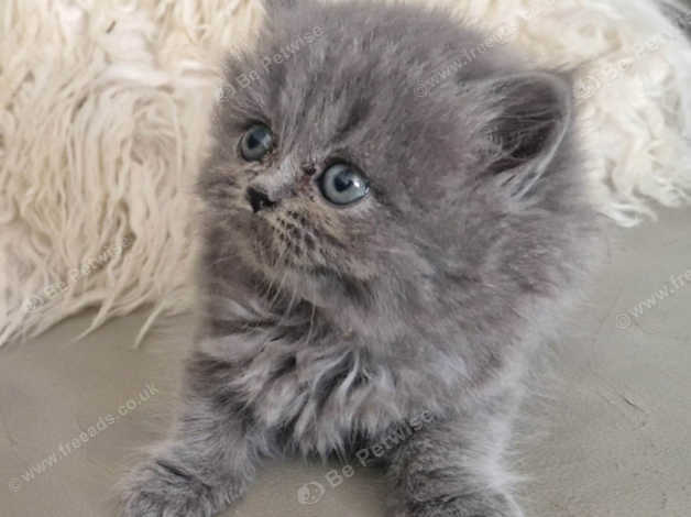 Blue gray persian sales cat