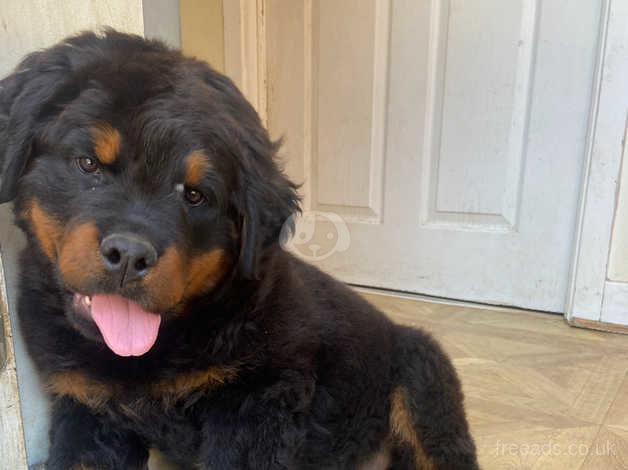 Long haired best sale rottweiler puppies