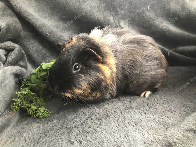 10 week old guinea 2024 pig